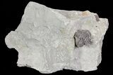 Wide, Enrolled Flexicalymene Trilobite In Shale - Ohio #67655-1